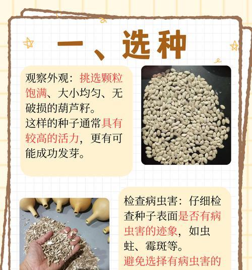 丝瓜种子催芽后怎么种：全面种植指南
