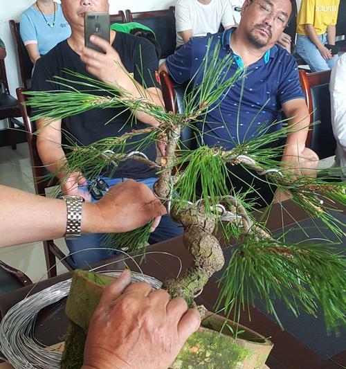 沙龙怎么修剪枝条：全方位修剪指南