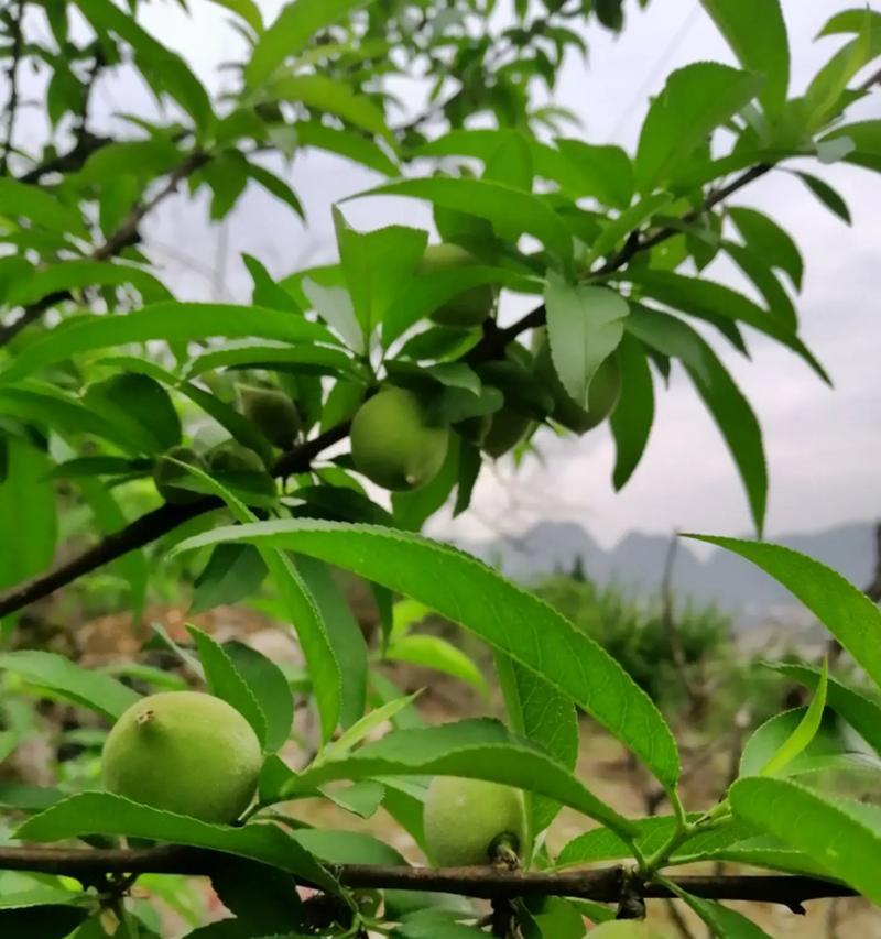 桃子小树的修剪枝条技巧详解