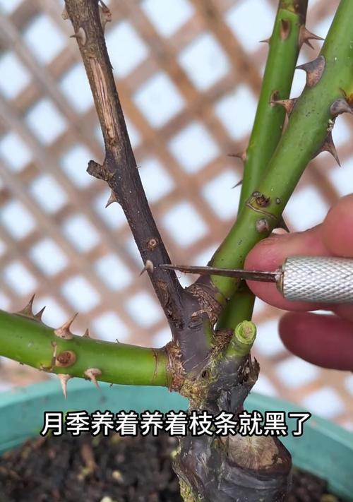 月季怎么大修剪枝条：全面指导与技巧