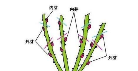 月季怎么大修剪枝条：全面指导与技巧