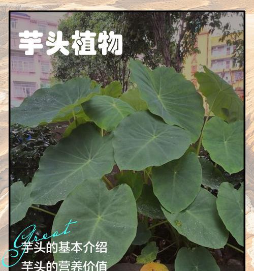 芋头催芽种植法：从准备到收获的全程指导