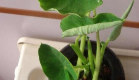 芋头催芽种植法：从准备到收获的全程指导