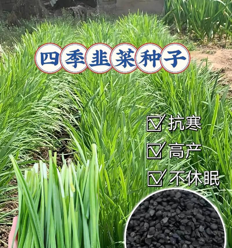 四季韭黄的种植方法