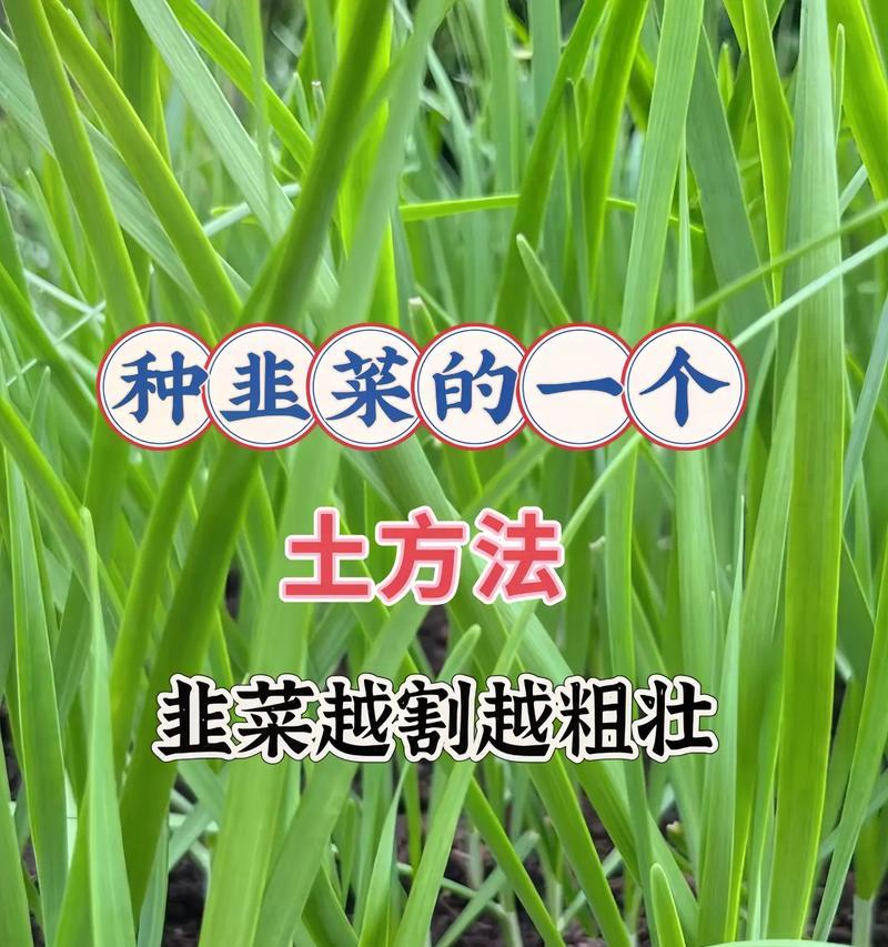 四季韭黄的种植方法
