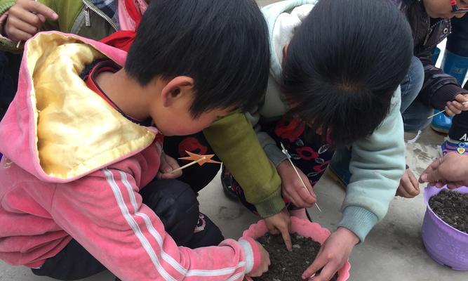 魔豆种子种植方法：开启你的奇幻园艺之旅