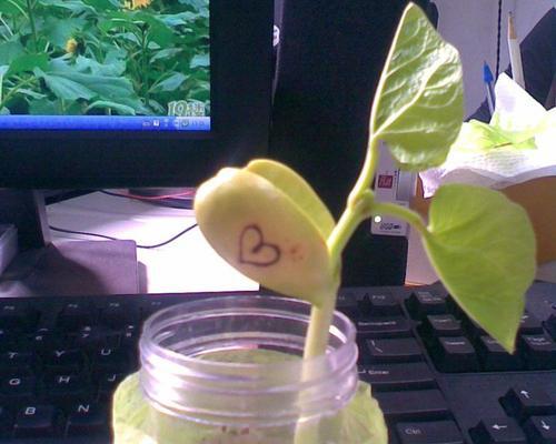 魔豆种子种植方法：开启你的奇幻园艺之旅