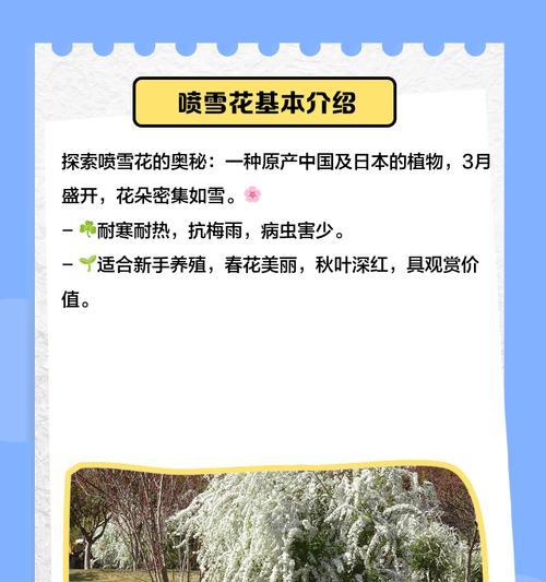 喷雪花怎么修剪枝条