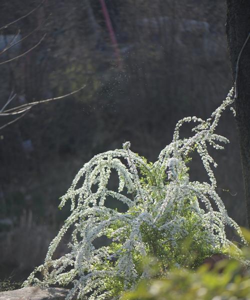 喷雪花怎么修剪枝条