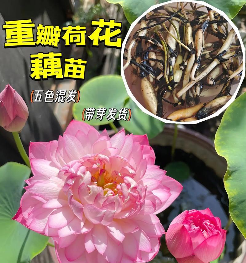 水种荷花的种植方法及注意事项