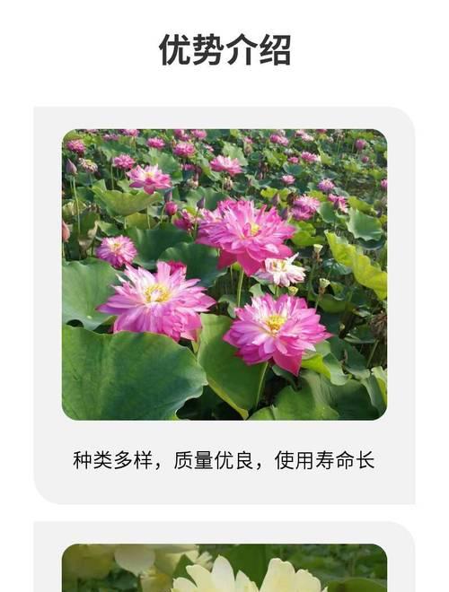 水种荷花的种植方法及注意事项