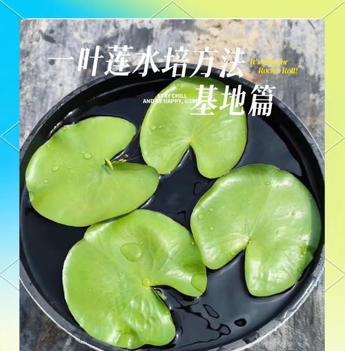 水种荷花的种植方法及注意事项