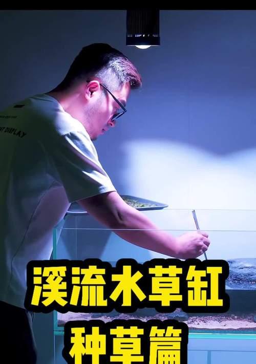 草缸红草的种植方法