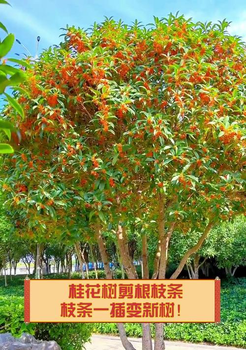 精品树怎么修剪枝条