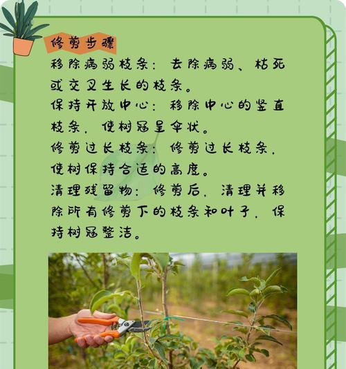 精品树怎么修剪枝条