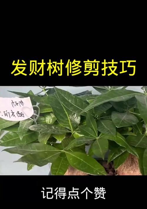 精品树怎么修剪枝条