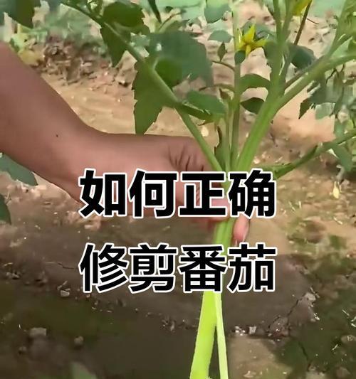 西红柿修剪枝条指南：全面详解与修剪技巧