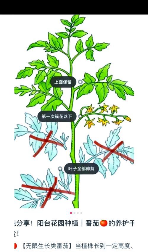 西红柿修剪枝条指南：全面详解与修剪技巧