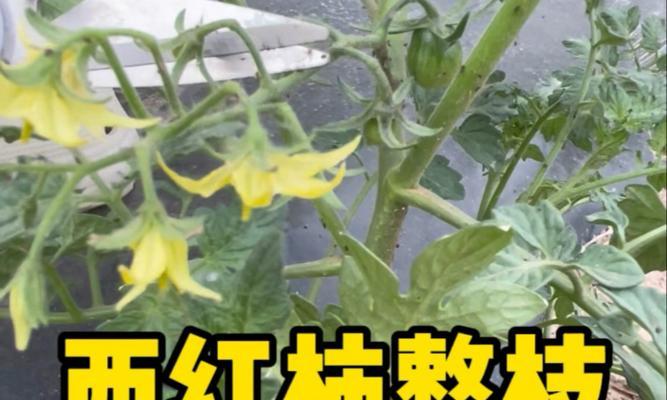 西红柿修剪枝条指南：全面详解与修剪技巧