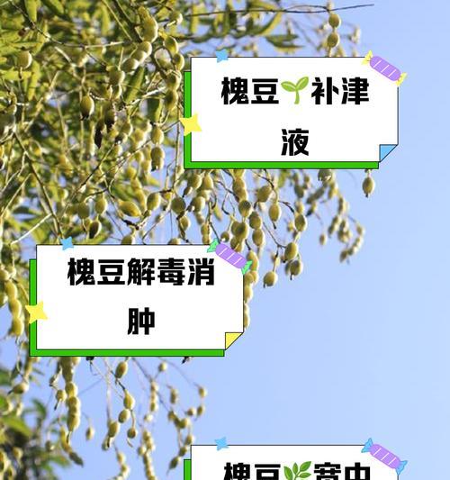九月豆怎么种植方法