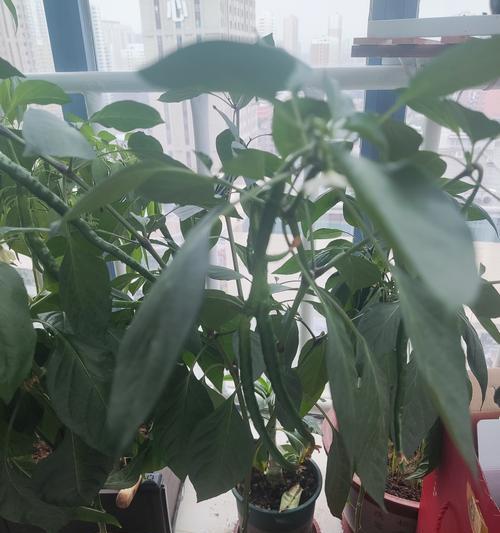 辣子怎么催芽最快成熟——辣椒种子催芽与培育指南