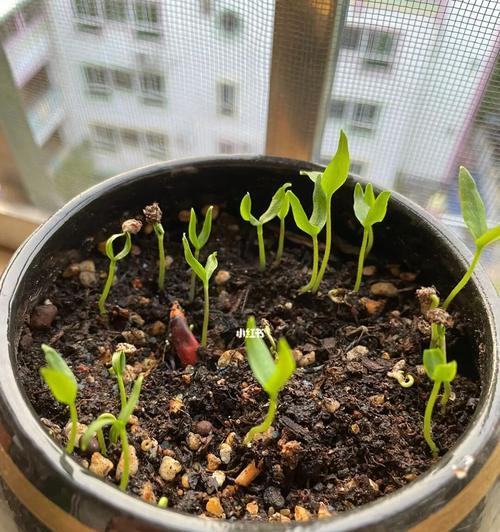 辣子怎么催芽最快成熟——辣椒种子催芽与培育指南