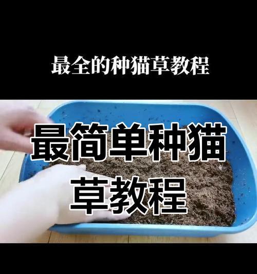 黑猫草种植方法：全方位新手指南