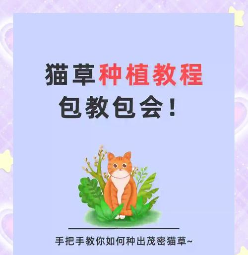 黑猫草种植方法：全方位新手指南
