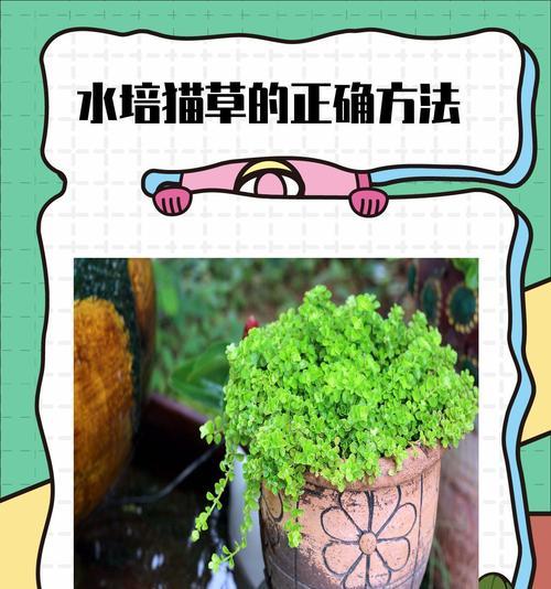 黑猫草种植方法：全方位新手指南