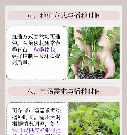 九月芹菜种植方法及注意事项
