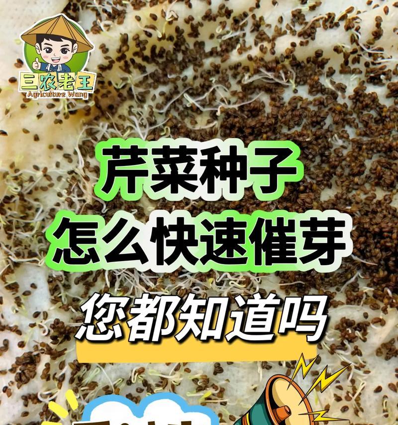九月芹菜种植方法及注意事项