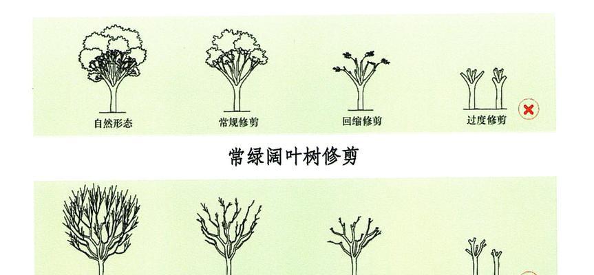 垂柳的种植与修剪技巧：打造绿意盎然的景观