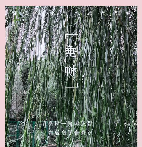 垂柳的种植与修剪技巧：打造绿意盎然的景观