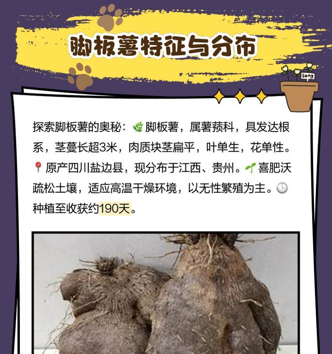 毛薯子的种植方法与技巧