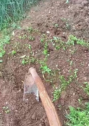 毛薯子的种植方法与技巧