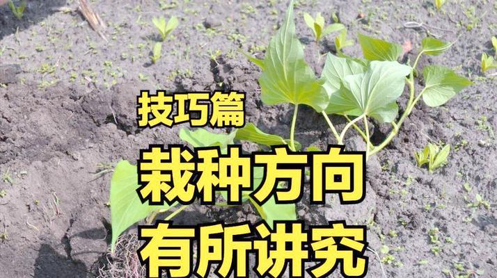 黄红薯藤种植方法全攻略