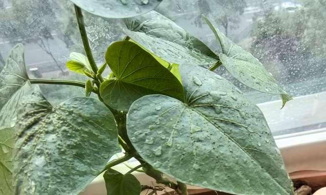 黄红薯藤种植方法全攻略