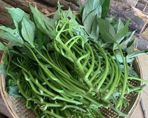 黄红薯藤种植方法全攻略
