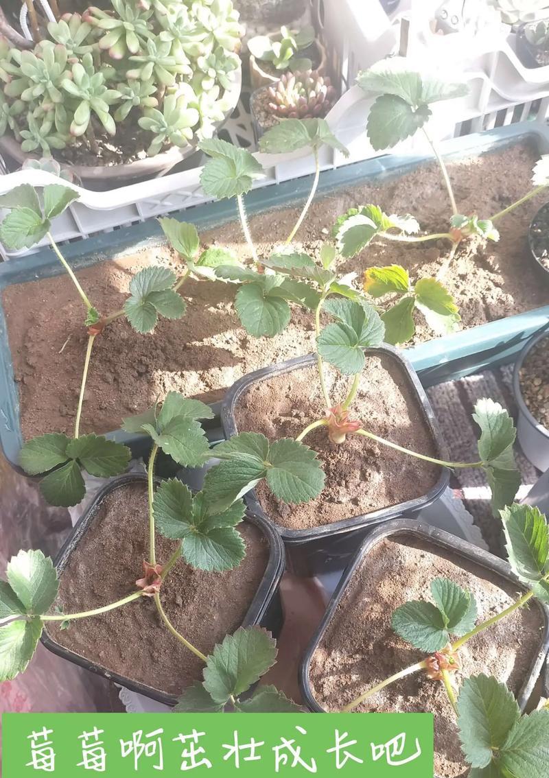 草莓新叶修剪枝条的详细指南