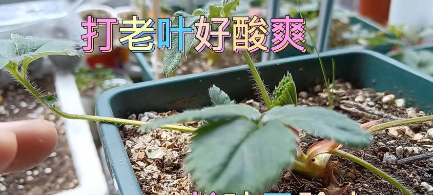 草莓新叶修剪枝条的详细指南