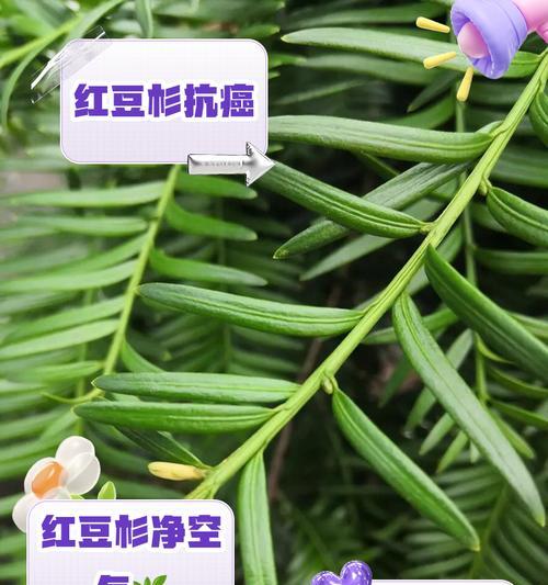 红豆杉大树的种植方法和注意事项