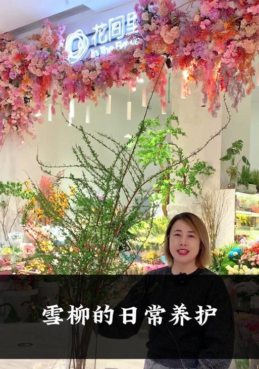 雪柳冬季修剪枝条的全面指导