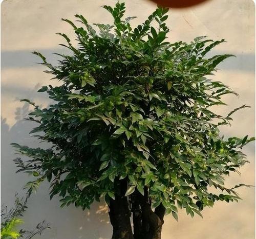 小叶紫檀怎么种植？全面指南助你培育珍稀植物