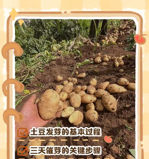 如何进行土豆的种植：催芽后的种植步骤详解