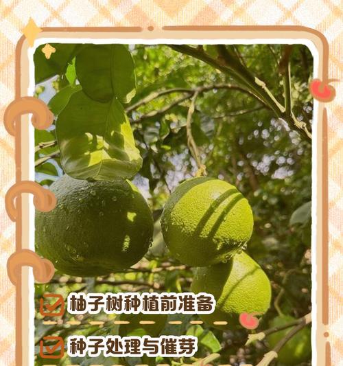 种柚子怎么催芽的呢