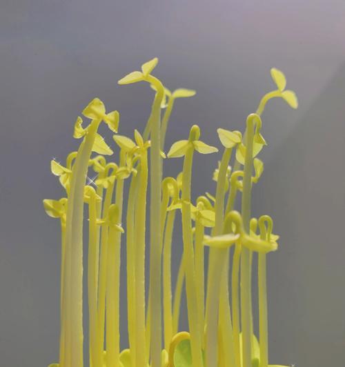 种柚子怎么催芽的呢