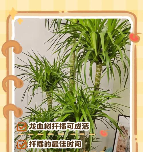 龙血树怎么修剪枝芽