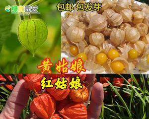 菇娘怎么催芽
