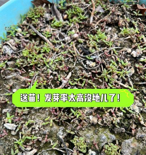 菇娘怎么催芽