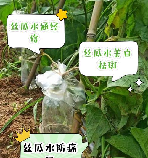 春天丝瓜怎么催芽